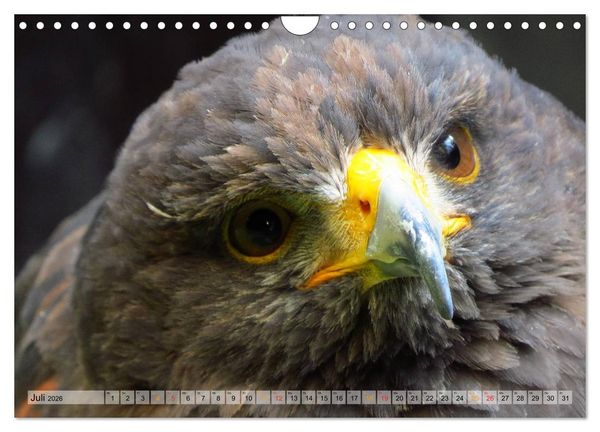 Produktbild: Majest&auml;tische Greifv&ouml;gel (Wandkalender 2026 DIN A4 quer), CALVENDO Monatskalender