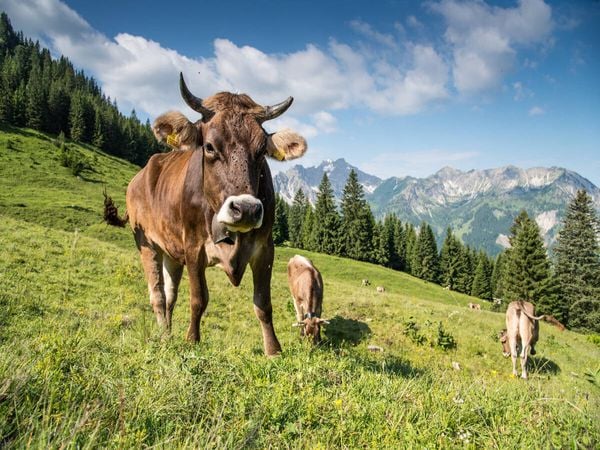 Produktbild: CALVENDO Puzzle Auf der Sommerweide | 1000 Teile Lege-Gr&ouml;&szlig;e 64x48cm Foto-Puzzle f&uuml;r gl&uuml;ckliche Stunden