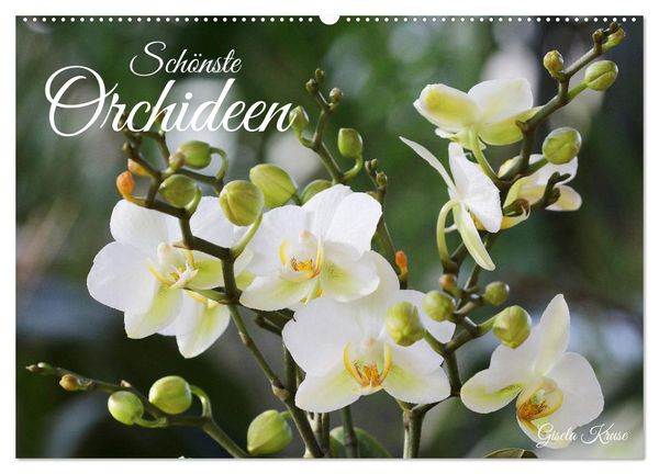 Schönste Orchideen (Wandkalender 2024 DIN A2 quer), CALVENDO Monatskalender