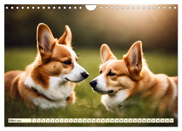 Welsh Corgi Pembroke (Wandkalender 2025 DIN A4 quer), CALVENDO Monatskalender