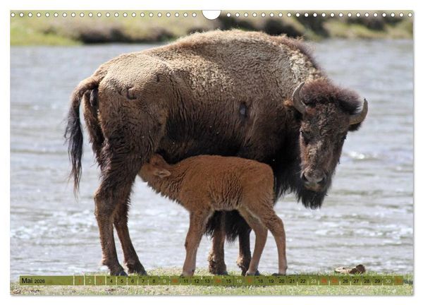 Produktbild: Wildtiere Nordamerikas (Wandkalender 2026 DIN A3 quer), CALVENDO Monatskalender