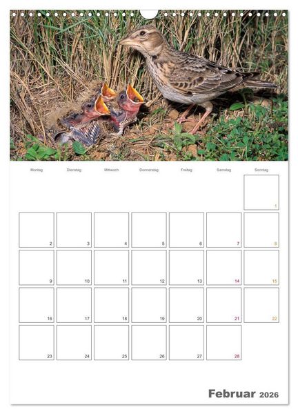 Produktbild: Sperlingsv&ouml;gel an der Schwelle zum Leben (Wandkalender 2026 DIN A3 hoch), CALVENDO Monatskalender