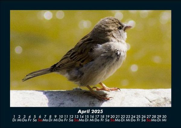 Produktbild: Vogelparadies 2025 Fotokalender DIN A5