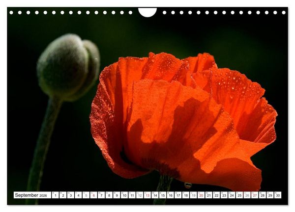 Produktbild: MohnTage (Wandkalender 2026 DIN A4 quer), CALVENDO Monatskalender