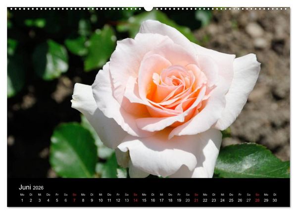 Produktbild: Baden bei Wien - Rosarium (hochwertiger Premium Wandkalender 2026 DIN A2 quer), Kunstdruck in Hochglanz