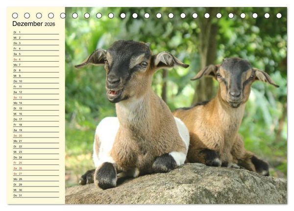 Produktbild: Ziegen. Lustige Ausbruchsk&uuml;nstler (Tischkalender 2026 DIN A5 quer), CALVENDO Monatskalender