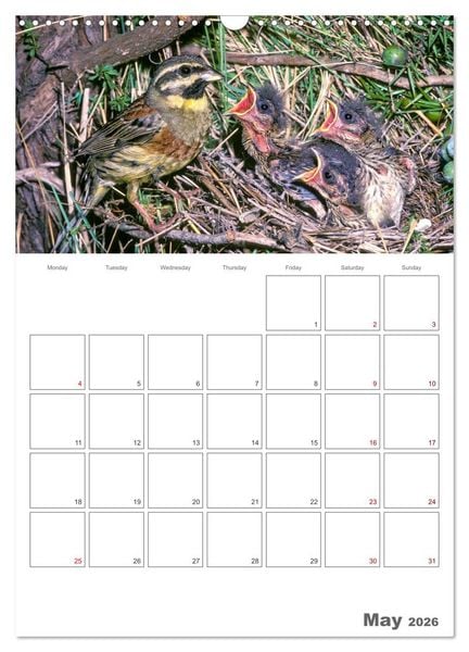 Produktbild: At the dawn of life the secret life of passerines (Wall Calendar 2026 DIN A3 portrait), CALVENDO 12 Month Wall Calendar