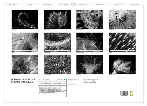 Produktbild: Unterwasser Makros - schwarz weiss 2026 (Wandkalender 2026 DIN A2 quer), CALVENDO Monatskalender