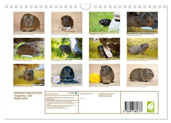 Produktbild: MEERSCHWEINCHEN neugierig - s&uuml;&szlig; - liebenswert (Wandkalender 2026 DIN A4 quer), CALVENDO Monatskalender