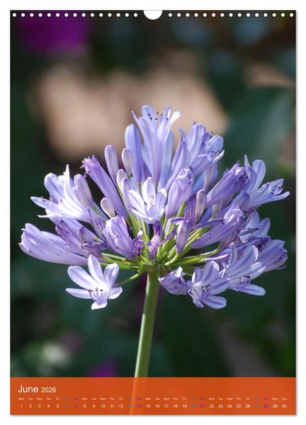 Produktbild: Mexican Garden Flowers - Aguascalientes (Wall Calendar 2026 DIN A3 portrait), CALVENDO 12 Month Wall Calendar