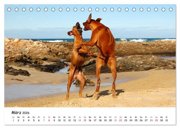Produktbild: Rhodesian Ridgebacks in Aktion (Tischkalender 2026 DIN A5 quer), CALVENDO Monatskalender