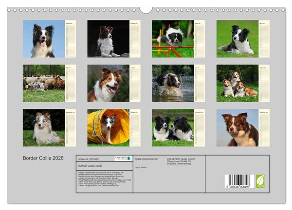 Produktbild: Border Collie 2026 (Wandkalender 2026 DIN A3 quer), CALVENDO Monatskalender