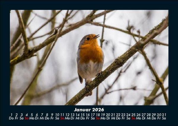 Produktbild: Vogelparadies 2026 Fotokalender DIN A5