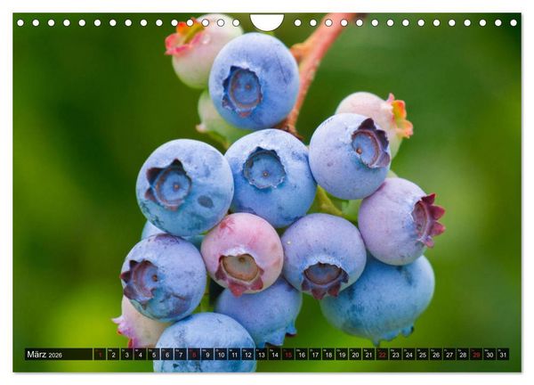 Produktbild: Superfood Blaubeere. Ich esse gerne Heidelbeeren! (Wandkalender 2026 DIN A4 quer), CALVENDO Monatskalender