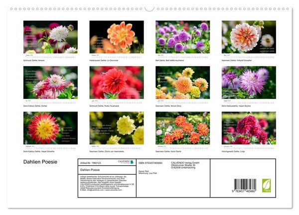 Produktbild: Dahlien Poesie (hochwertiger Premium Wandkalender 2026 DIN A2 quer), Kunstdruck in Hochglanz