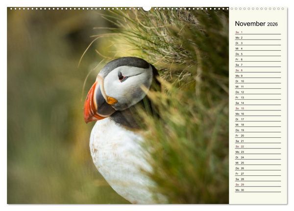 Produktbild: Die Papageientaucher von Island (hochwertiger Premium Wandkalender 2026 DIN A2 quer), Kunstdruck in Hochglanz