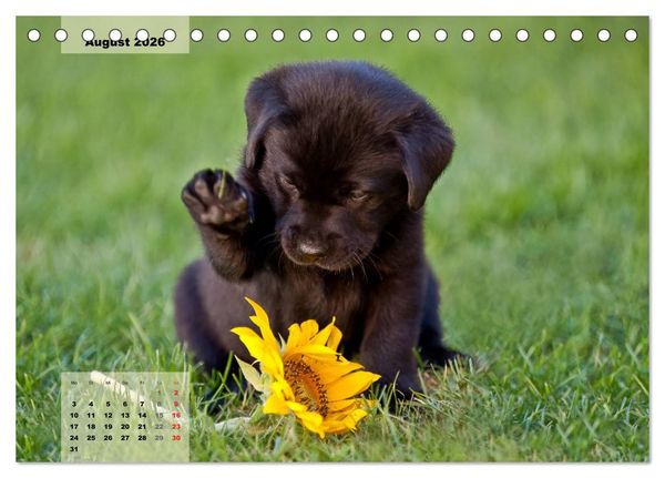 Produktbild: Welpenspa&szlig; (Tischkalender 2026 DIN A5 quer), CALVENDO Monatskalender