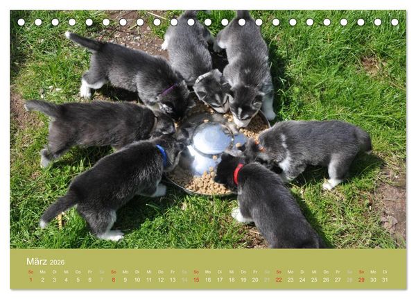 Produktbild: Husky Welpen (Tischkalender 2026 DIN A5 quer), CALVENDO Monatskalender