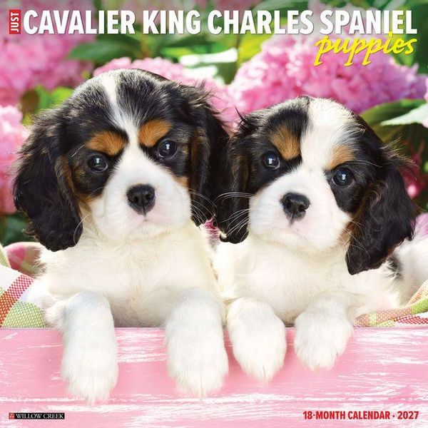 Produktbild: Cavalier King Charles Spaniel Puppies 2027 12 X 12 Wall Calendar