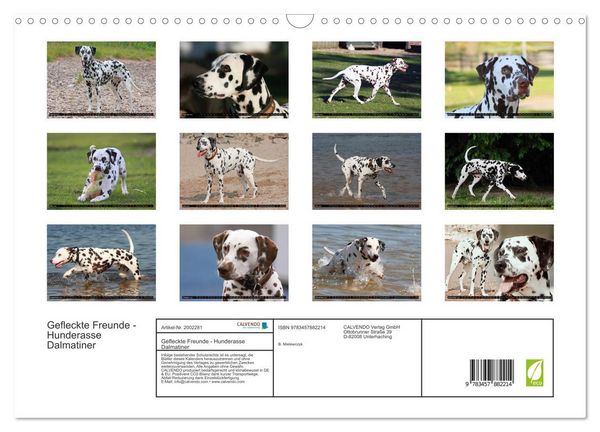 Produktbild: Gefleckte Freunde - Hunderasse Dalmatiner (Wandkalender 2026 DIN A3 quer), CALVENDO Monatskalender