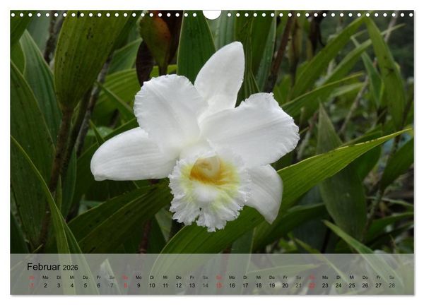 Produktbild: Orchideenland Ecuador (Wandkalender 2026 DIN A3 quer), CALVENDO Monatskalender