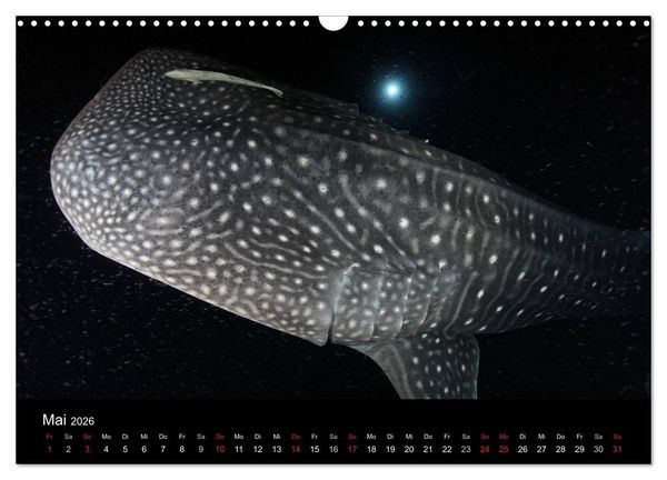 Produktbild: Magische Unterwasserwelten (Wandkalender 2026 DIN A3 quer), CALVENDO Monatskalender