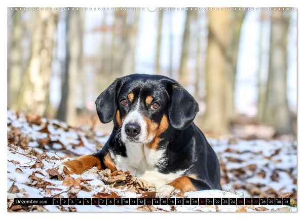 Produktbild: Entlebucher Sennenhund - treue Freunde (Wandkalender 2026 DIN A2 quer), CALVENDO Monatskalender