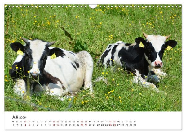 Produktbild: K&auml;lber - Kleine Herzensbrecher auf den Wiesen (Wandkalender 2026 DIN A3 quer), CALVENDO Monatskalender