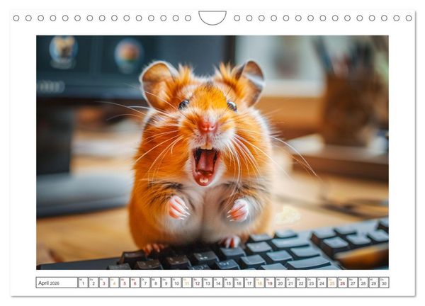 Produktbild: Lustige Hamster (Wandkalender 2026 DIN A4 quer), CALVENDO Monatskalender