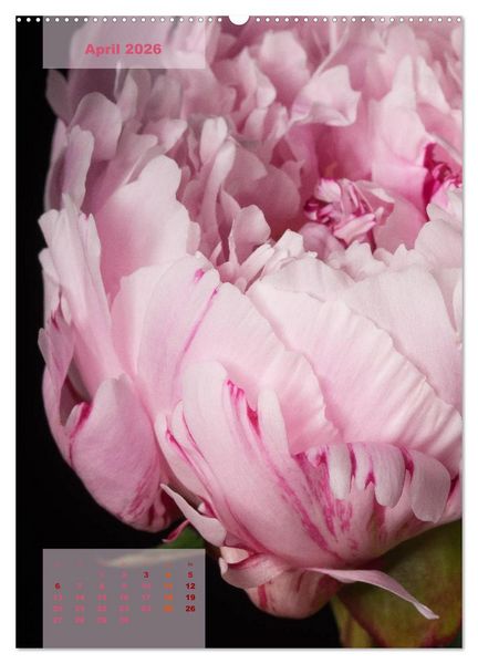 Produktbild: Die K&ouml;nigin der Rosen (Wandkalender 2026 DIN A2 hoch), CALVENDO Monatskalender