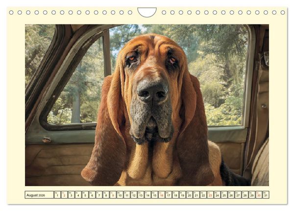 Produktbild: Bloodhound Momente. Zielstrebige Schn&uuml;ffler mit treuer Seele (Wandkalender 2026 DIN A4 quer), CALVENDO Monatskalender