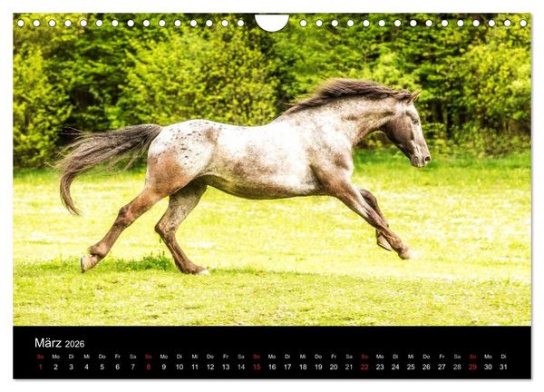 Produktbild: Pferde Tr&auml;ume (Wandkalender 2026 DIN A4 quer), CALVENDO Monatskalender