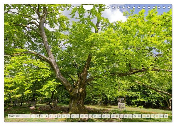 Produktbild: Hutewald Halloh - Baumriesen aus vergangenen Zeiten (Wandkalender 2027 DIN A4 quer), CALVENDO Monatskalender
