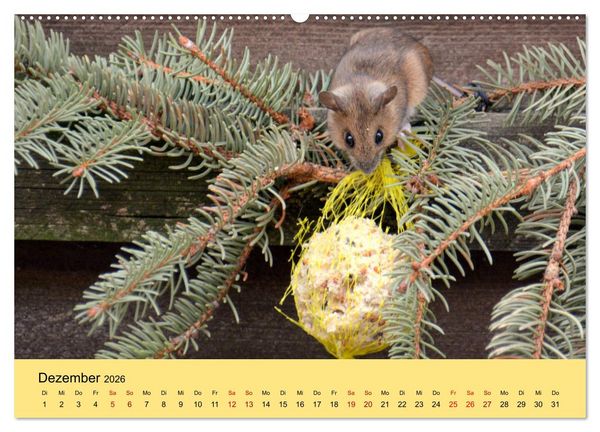 Produktbild: ... hier kommt die Maus ... (hochwertiger Premium Wandkalender 2026 DIN A2 quer), Kunstdruck in Hochglanz