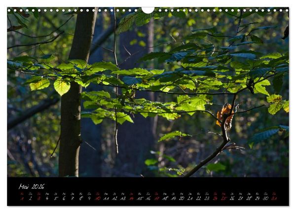 Produktbild: Wald (Wandkalender 2026 DIN A3 quer), CALVENDO Monatskalender
