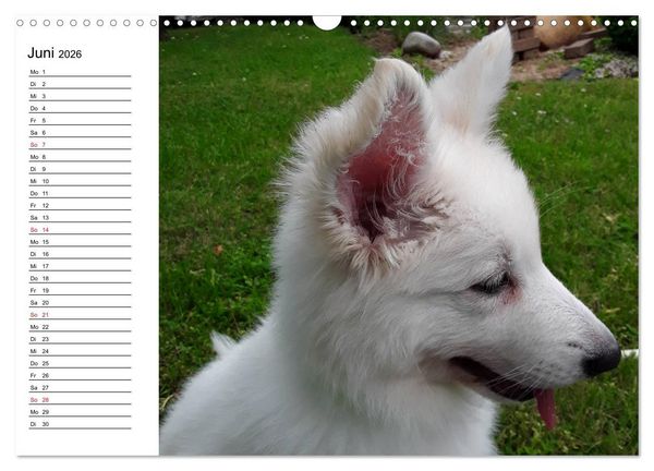 Produktbild: Berger Blanc Suisse - Wei&szlig;er Schweizer Sch&auml;ferhund (Wandkalender 2026 DIN A3 quer), CALVENDO Monatskalender