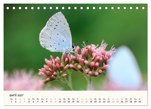 Produktbild: Les voisins du jardin - Une ann&eacute;e de rencontres (Calendrier de bureau 2027 DIN A5 vertical), CALVENDO calendrier mensuel