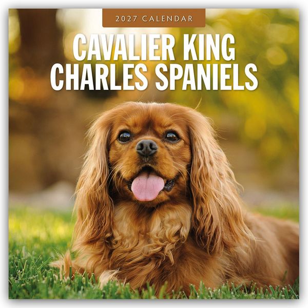 Produktbild: Cavalier King Charles Spaniels &ndash; Cavalier King Charles Spaniel 2027 &ndash; 16-Monatskalender