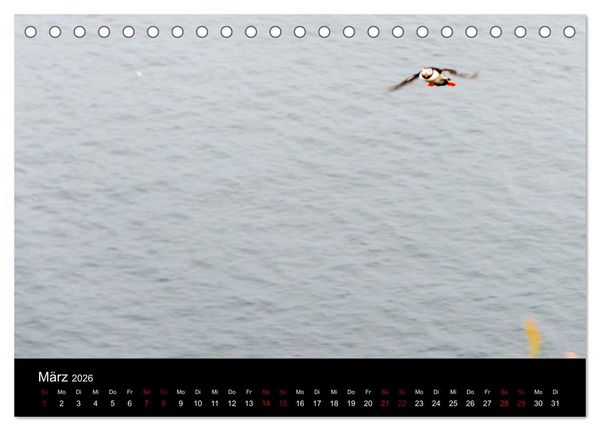 Produktbild: Puffins - V&ouml;gel des Nordens (Tischkalender 2026 DIN A5 quer), CALVENDO Monatskalender