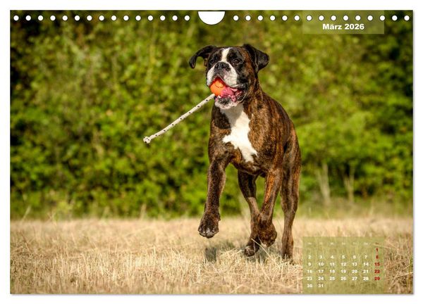 Produktbild: Einmal Boxer - immer Boxer (Wandkalender 2026 DIN A4 quer), CALVENDO Monatskalender