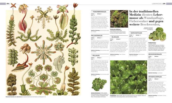 Produktbild: DK Bibliothek. Pflanzen & Pilze