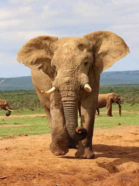 Produktbild: CALVENDO Puzzle Ein Motiv aus dem Kalender S&Uuml;DAFRIKA Wild-Tiere im Addo Elephant Park | 1000 Teile Lege-Gr&ouml;&szlig;e 64x48cm Foto-Puzzle f&uuml;r gl&uuml;ckliche Stund