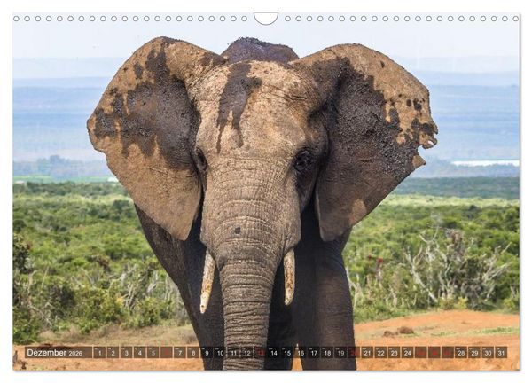 Produktbild: blick kontakt mit tieren im &ouml;stlichen und s&uuml;dlichen afrika (Wandkalender 2026 DIN A3 quer), CALVENDO Monatskalender