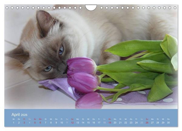 Produktbild: Engel auf 4 Pfoten - Ragdolls 2026 (Wandkalender 2026 DIN A4 quer), CALVENDO Monatskalender