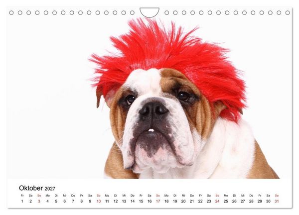 Produktbild: Funny Dogs (Wandkalender 2027 DIN A4 quer), CALVENDO Monatskalender