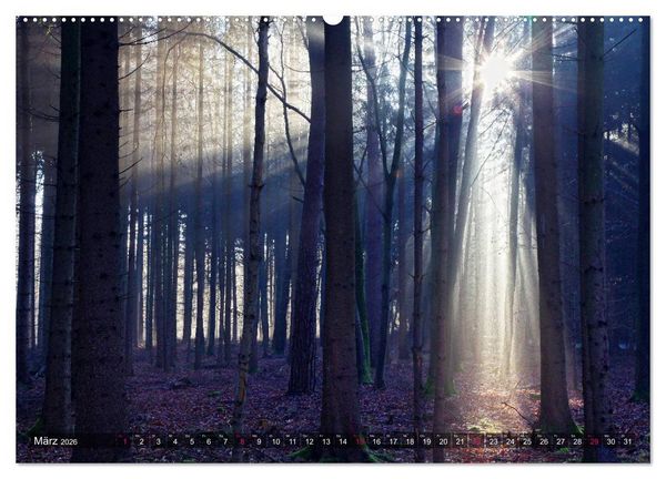 Produktbild: Erleuchtung im Wald (hochwertiger Premium Wandkalender 2026 DIN A2 quer), Kunstdruck in Hochglanz