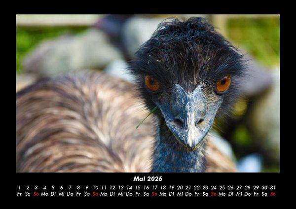 Produktbild: Welt der V&ouml;gel 2026 Fotokalender DIN A3