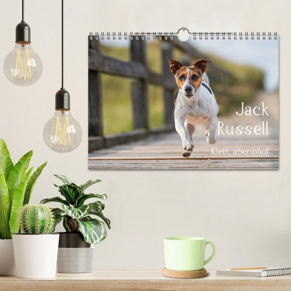 Produktbild: Jack Russell - Klein, aber oho! (Wandkalender 2026 DIN A4 quer), CALVENDO Monatskalender
