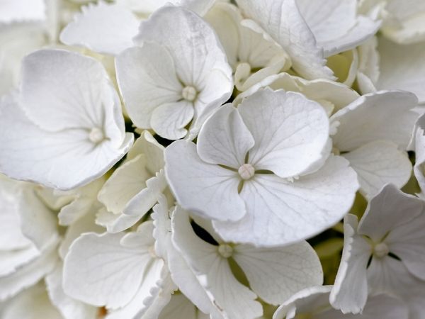 Produktbild: CALVENDO Puzzle Bauernhortensie Wei&szlig; | 1000 Teile Lege-Gr&ouml;&szlig;e 64x48cm Foto-Puzzle f&uuml;r gl&uuml;ckliche Stunden