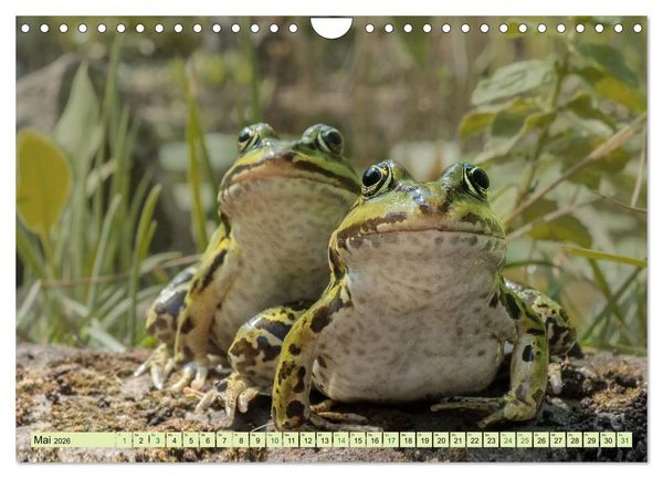 Produktbild: Fr&ouml;hliche Fr&ouml;sche (Wandkalender 2026 DIN A4 quer), CALVENDO Monatskalender